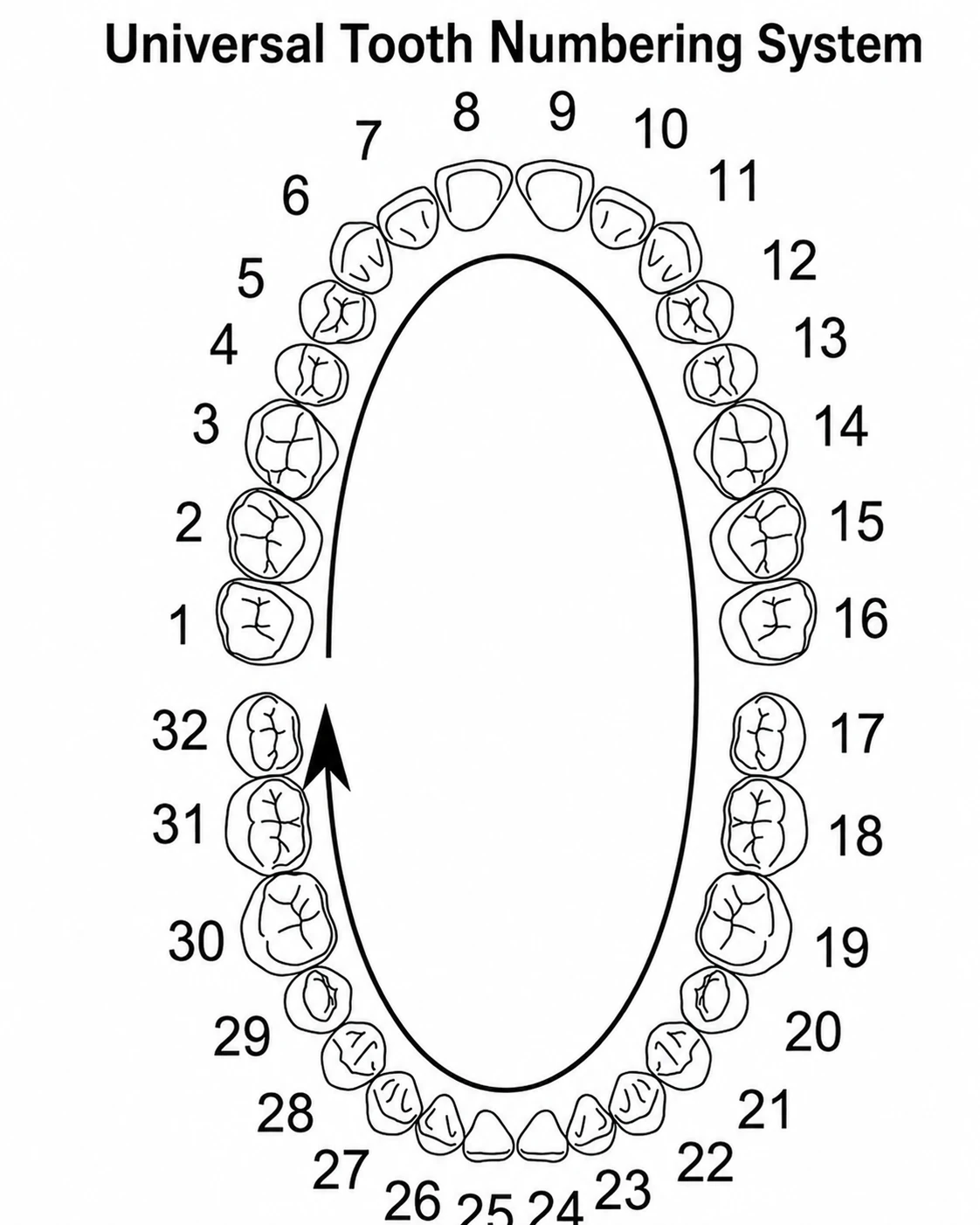 Universal tooth numbering chart showing permanent teeth numbered 1 through 32